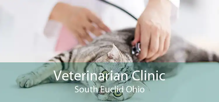 Veterinarian Clinic South Euclid Ohio