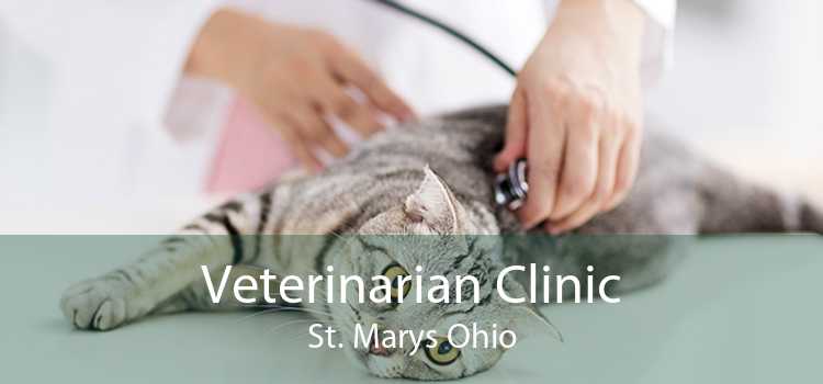 Veterinarian Clinic St. Marys Ohio