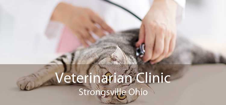 Veterinarian Clinic Strongsville Ohio