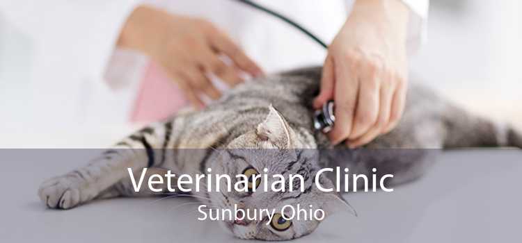 Veterinarian Clinic Sunbury Ohio