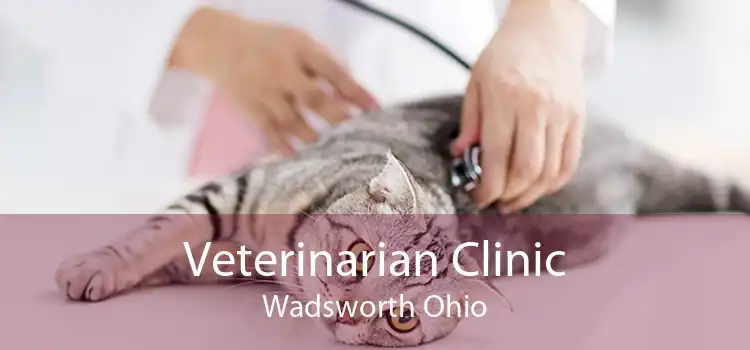 Veterinarian Clinic Wadsworth Ohio