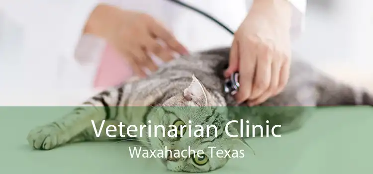Veterinarian Clinic Waxahache Texas