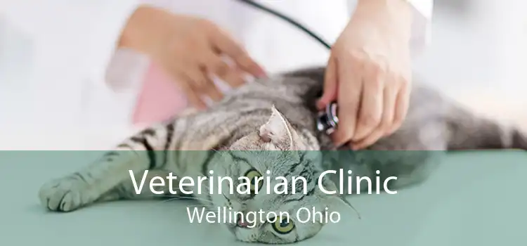 Veterinarian Clinic Wellington Ohio