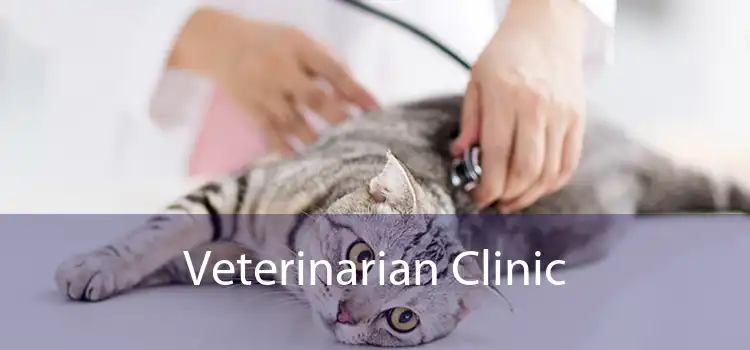 Veterinarian Clinic  