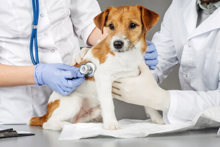 Kenwood animal hospital