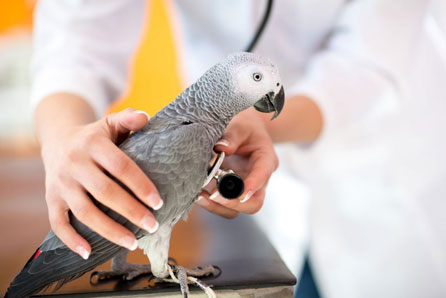 Bird Vet in Austin