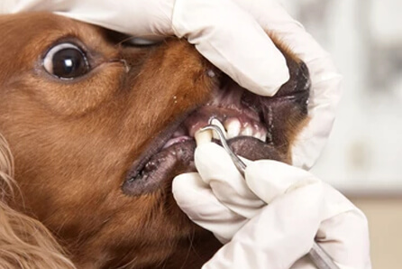 dog dentist in Haltomis City