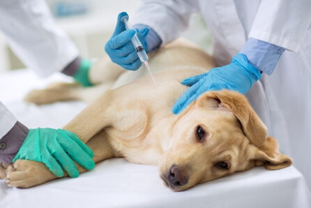 vet for dog vaccination