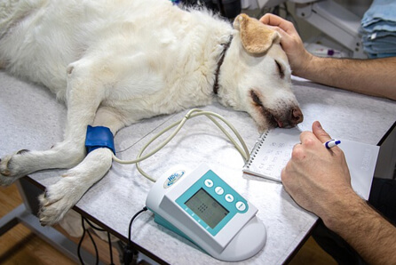 emergency vets in Kenwood