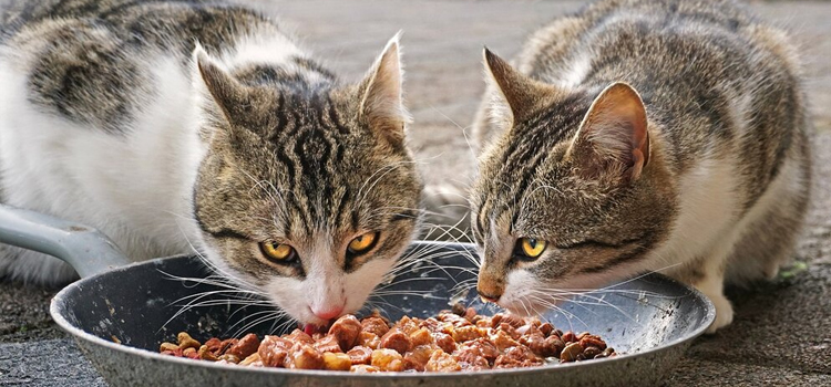 animal hospital nutritional consulting in Lancaster