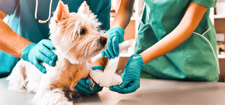 North Olmsted pet emergency dispensary
