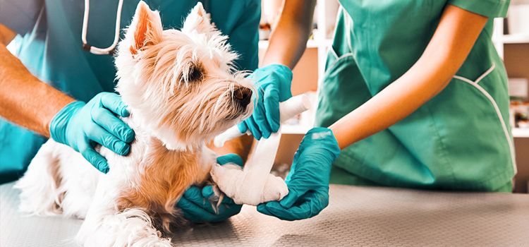 San Antonio pet emergency dispensary