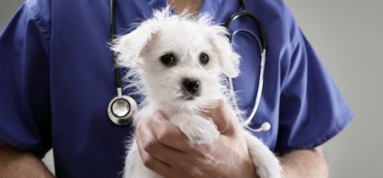 pet emergency infirmary