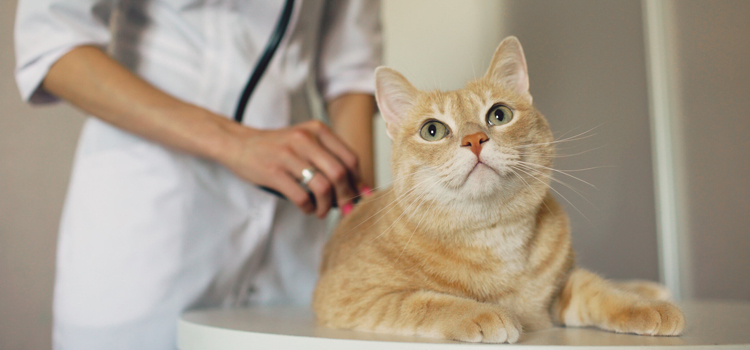24/7 Vet Emergency Vet in Kenwood