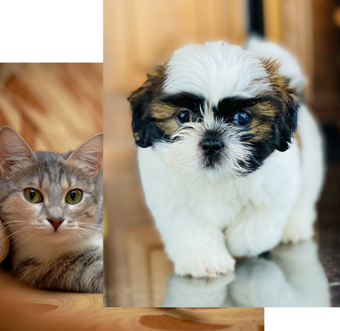 professional pet vet in Haltomis City